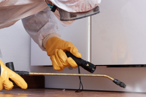 Messie Schädlingsbekämpfung Witten